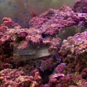 Meet your Posher, Victor